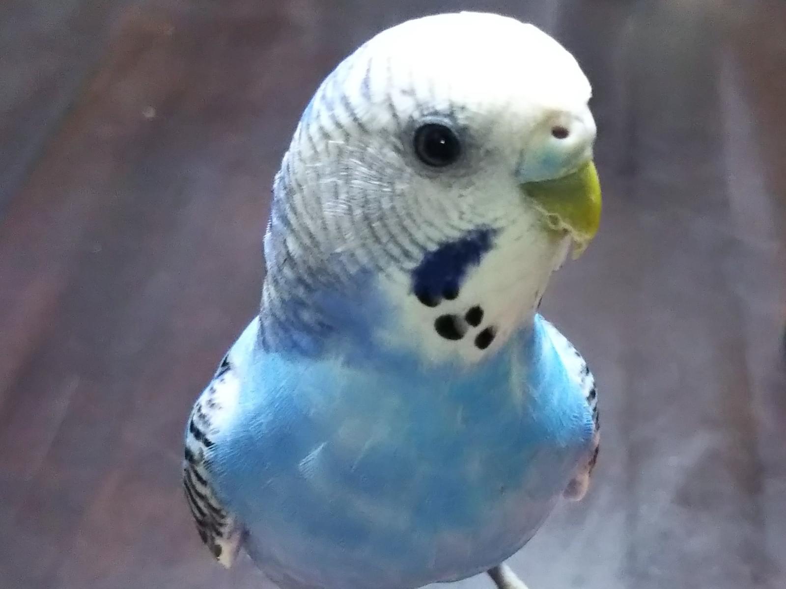 ピヨちゃん ピヨちゃん