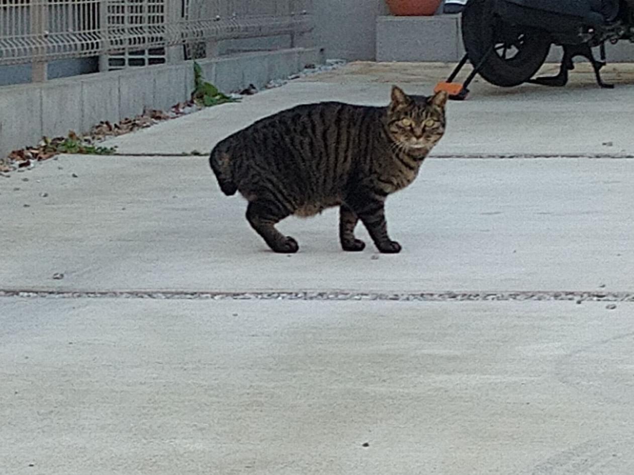 目撃された猫 目撃された猫