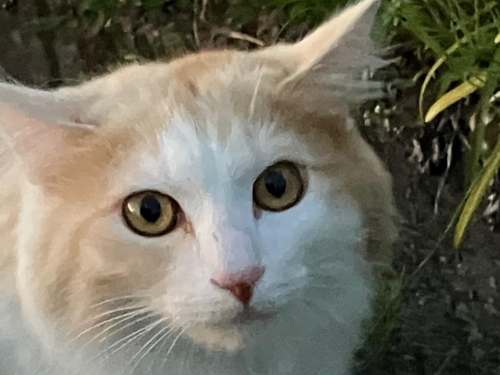 目撃された猫 目撃された猫