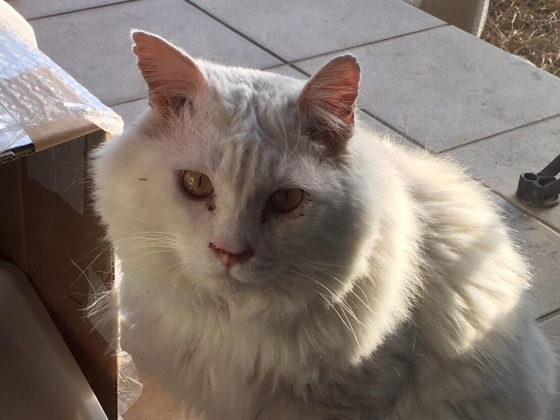 目撃された猫 目撃された猫