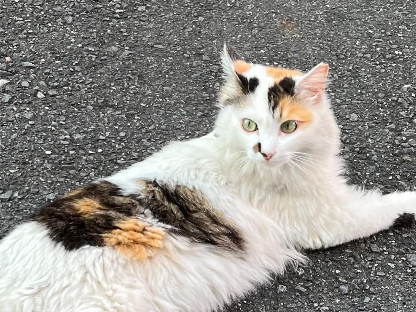 りーちゃん りーちゃん