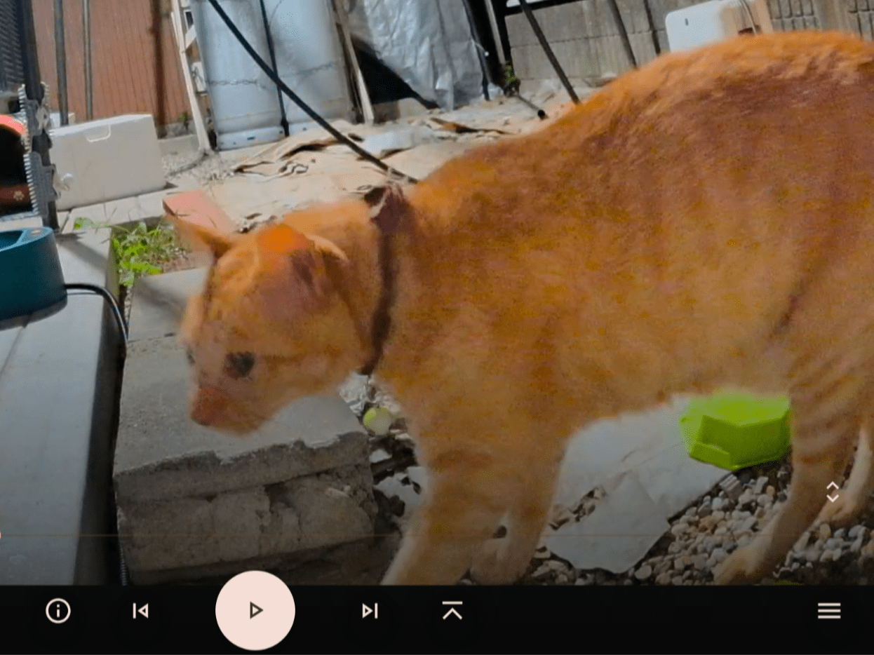 目撃された猫 目撃された猫