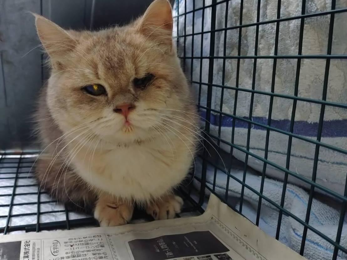 保護された猫 保護された猫