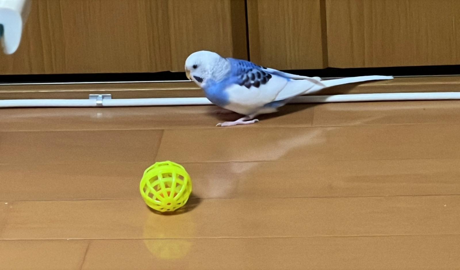 セキセイインコ　a⑥ 千葉県八千代市)白に青(水色)のセキセイインコを探しています。