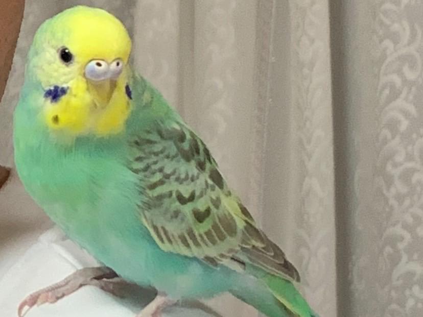 ぴーちゃん ぴーちゃん