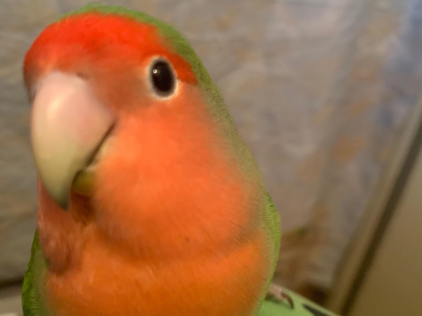 ぴーちゃん ぴーちゃん