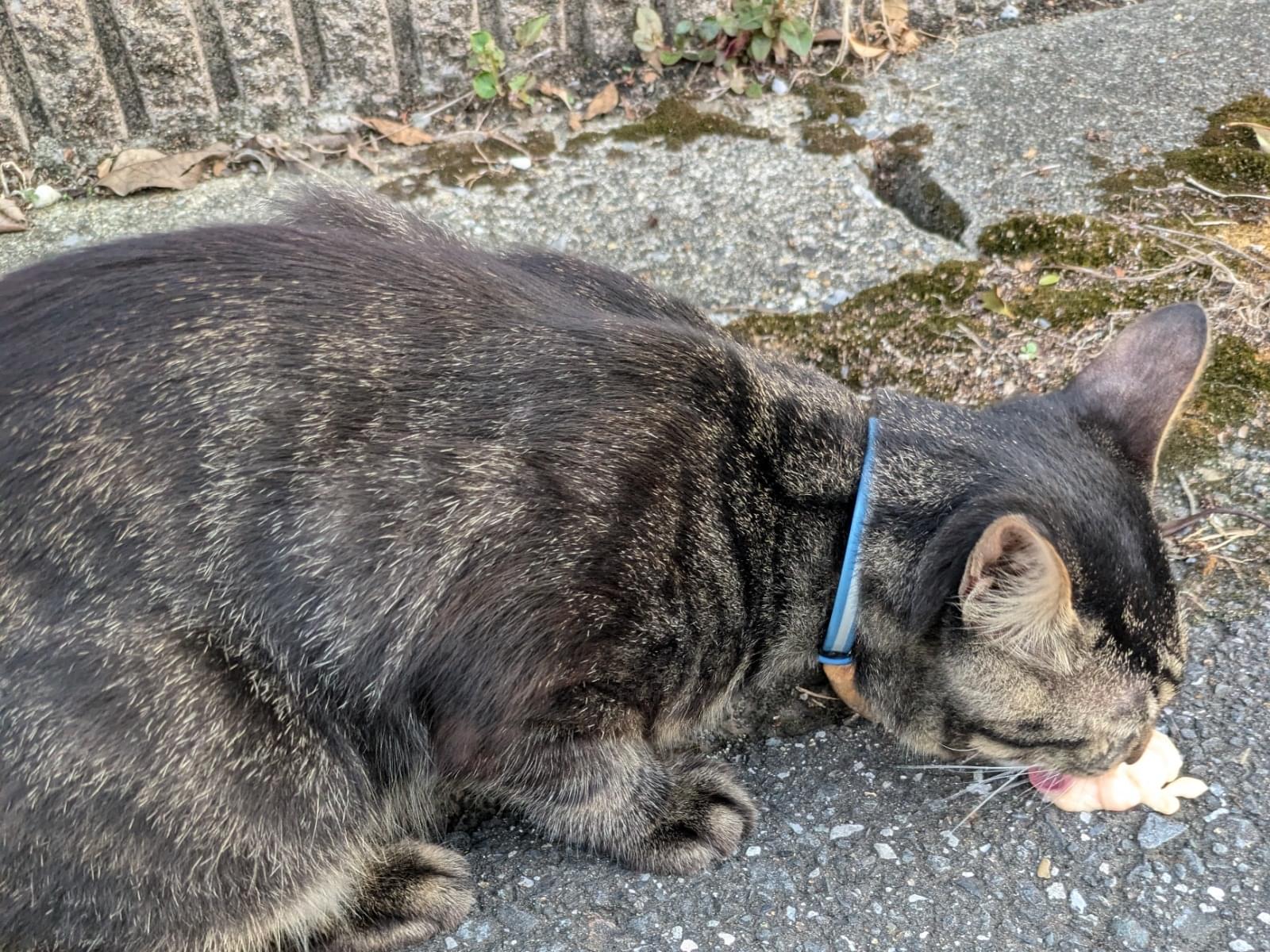 目撃された猫 目撃された猫