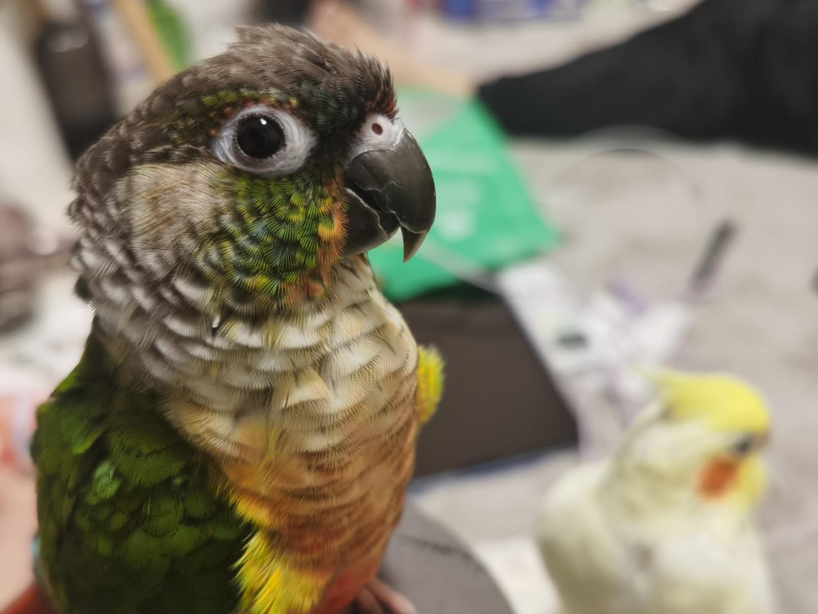 クッキーちゃん クッキーちゃん
