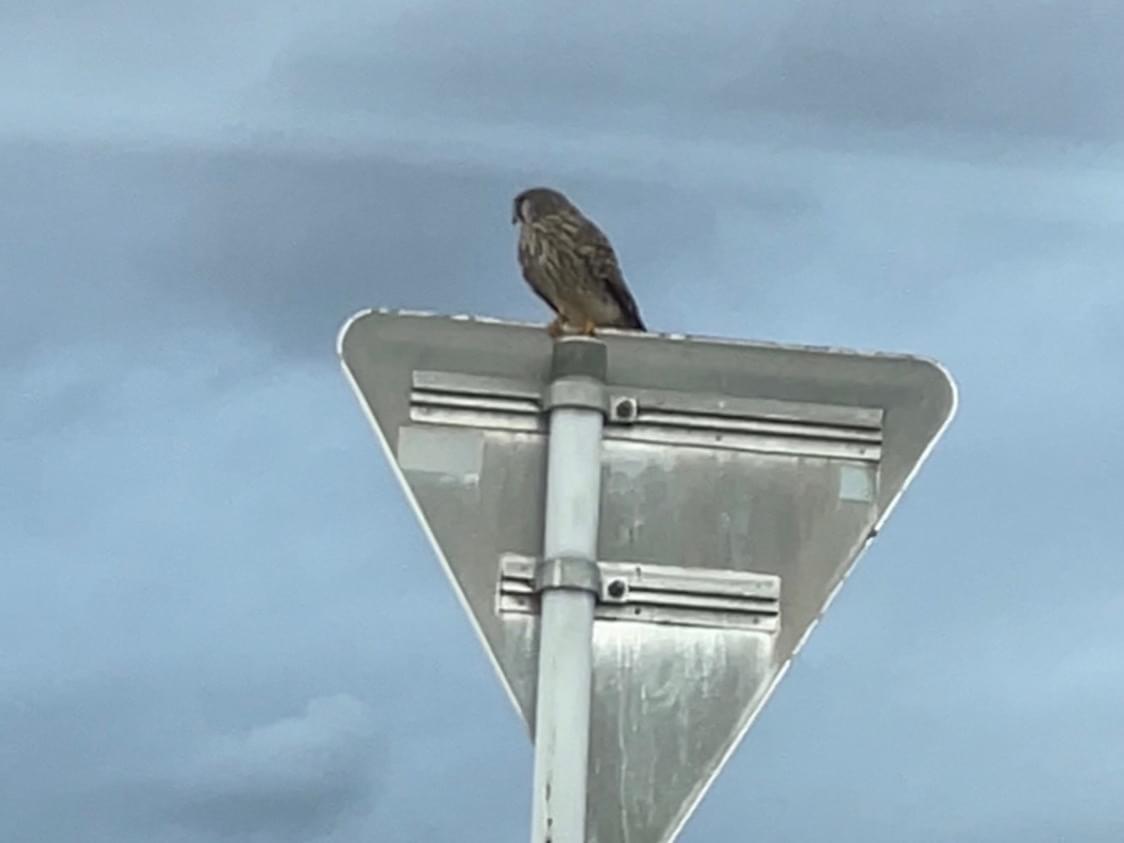 目撃された鳥 目撃された鳥