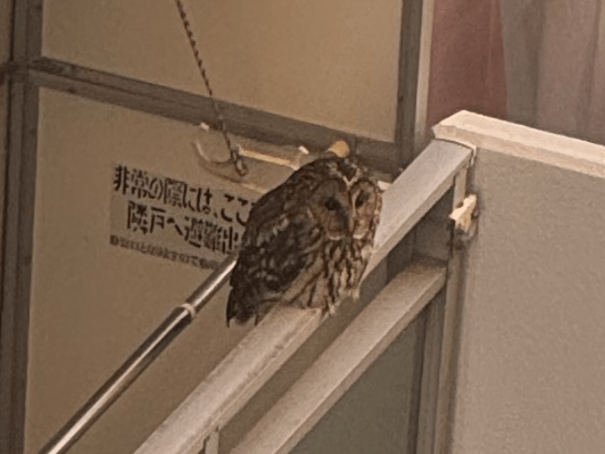 目撃された鳥 目撃された鳥