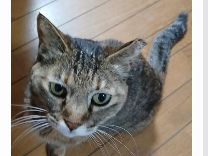 トラトラちゃん トラトラちゃん