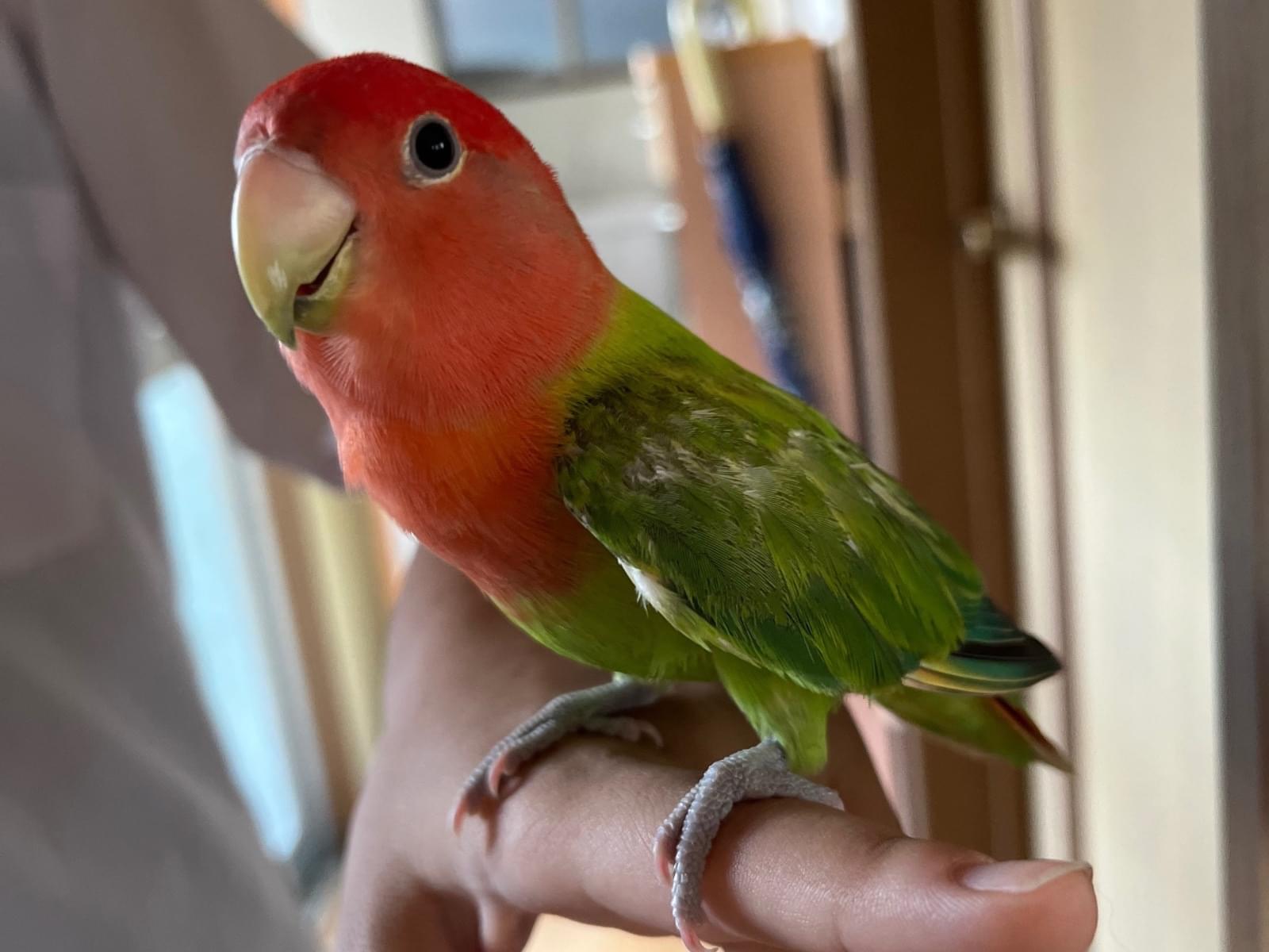 保護された鳥 保護された鳥