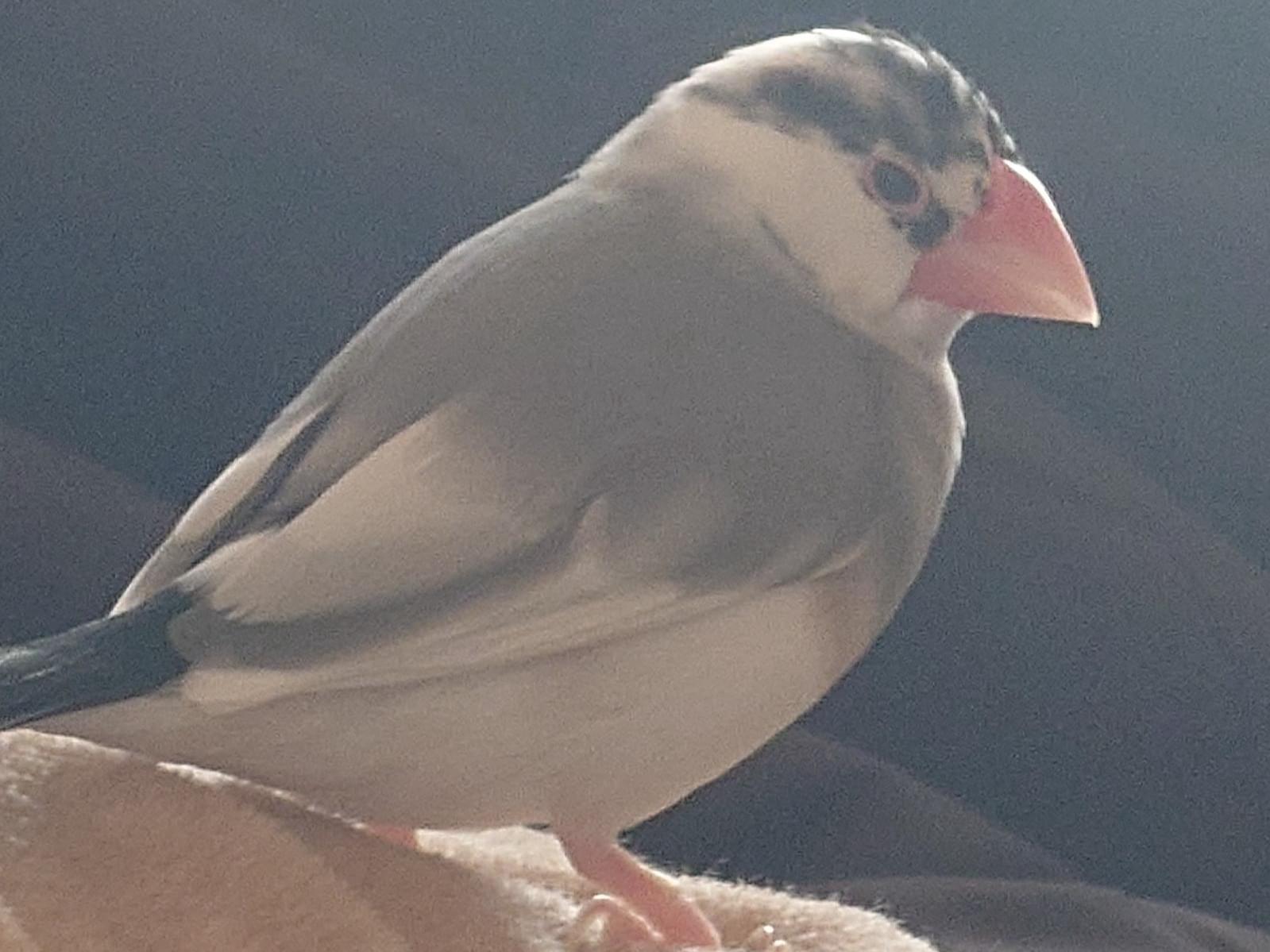 クロちゃん クロちゃん