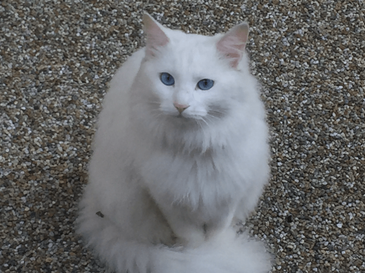 目撃された猫 目撃された猫