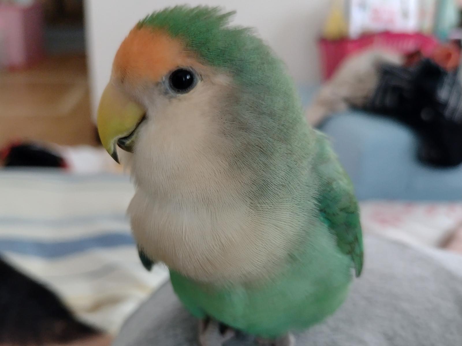 くーちゃん くーちゃん