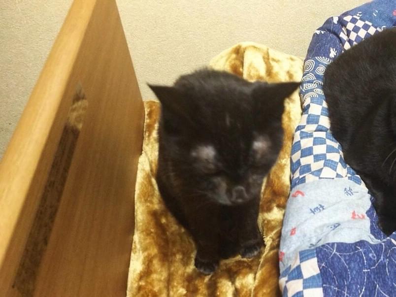ムックちゃん ムックちゃん