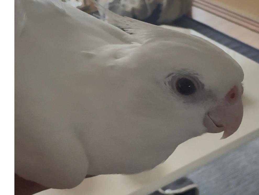 リリちゃん リリちゃん