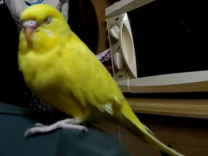 アナちゃん アナちゃん