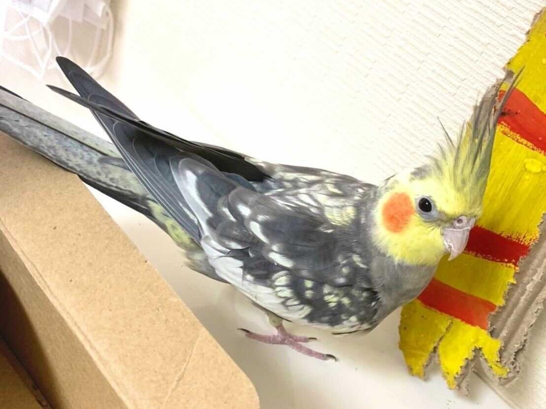 ピコちゃん ピコちゃん