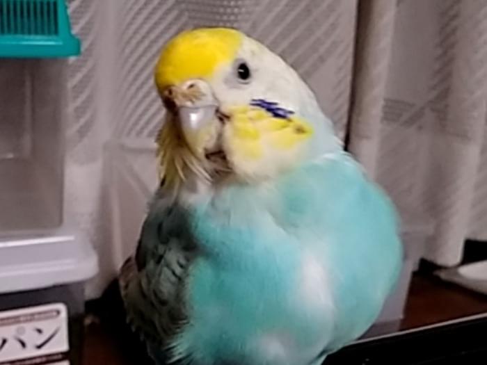 ピーちゃん ピーちゃん