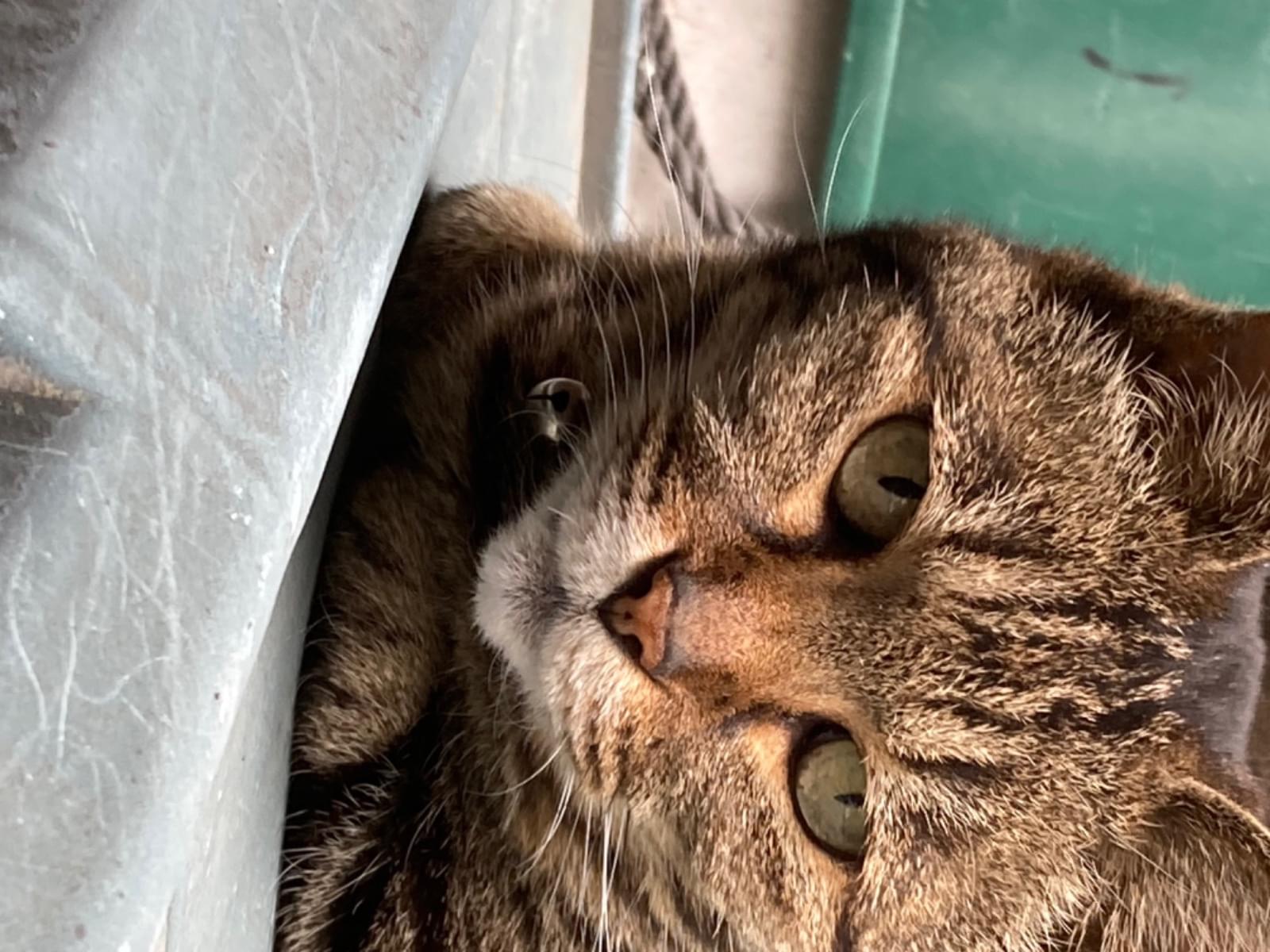 目撃された猫