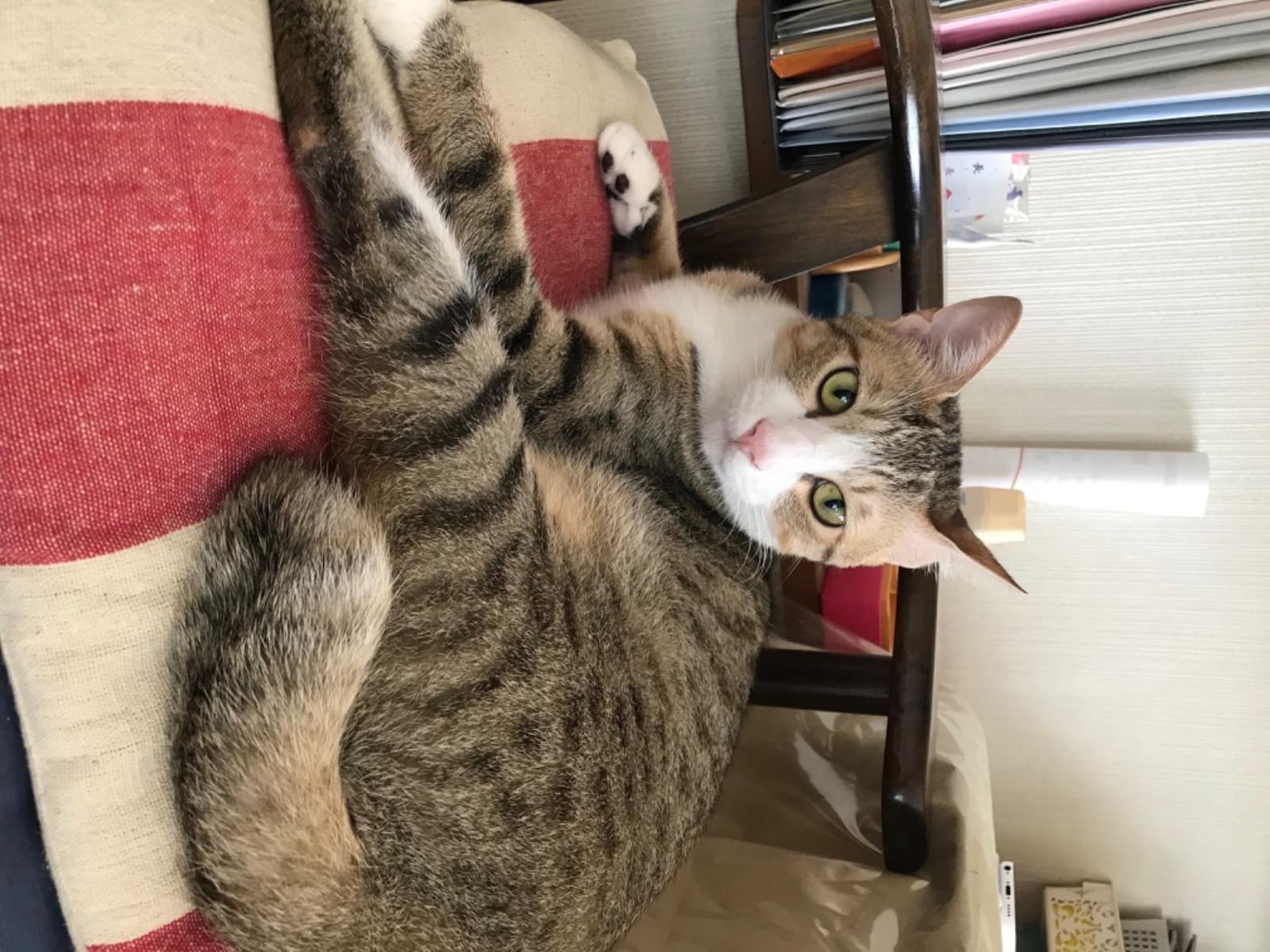 レオちゃん レオちゃん