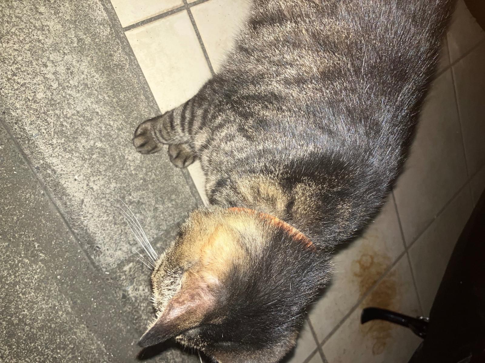 目撃された猫 目撃された猫