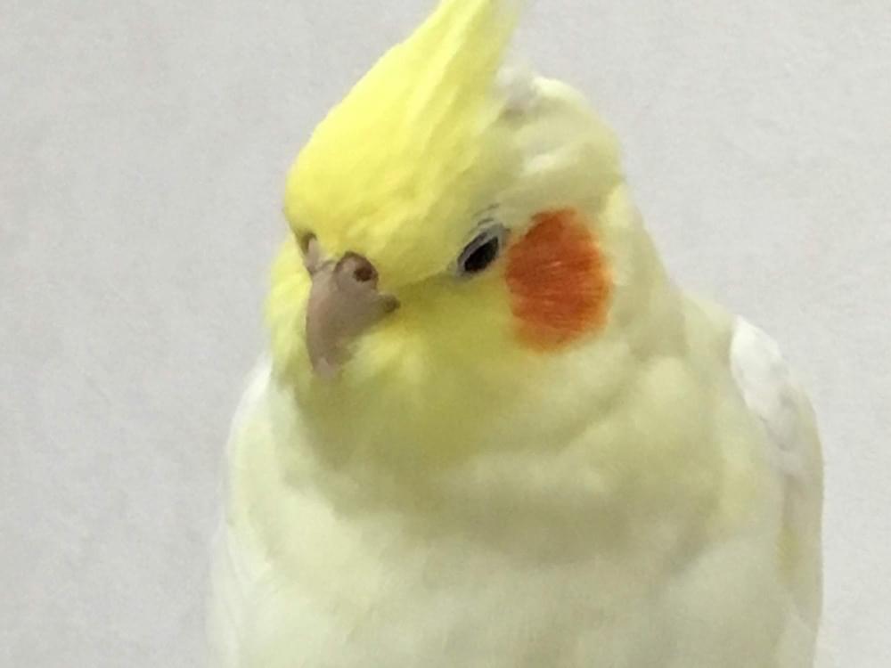 こーちゃん こーちゃん