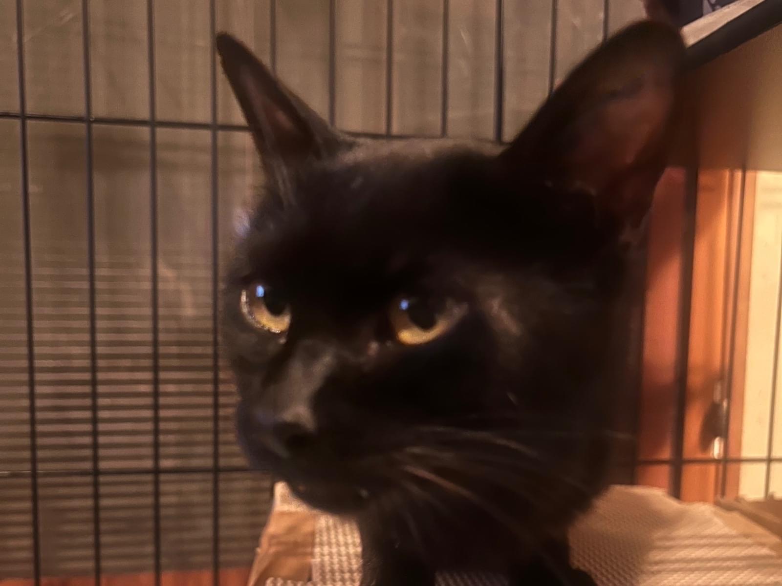 保護された猫 保護された猫