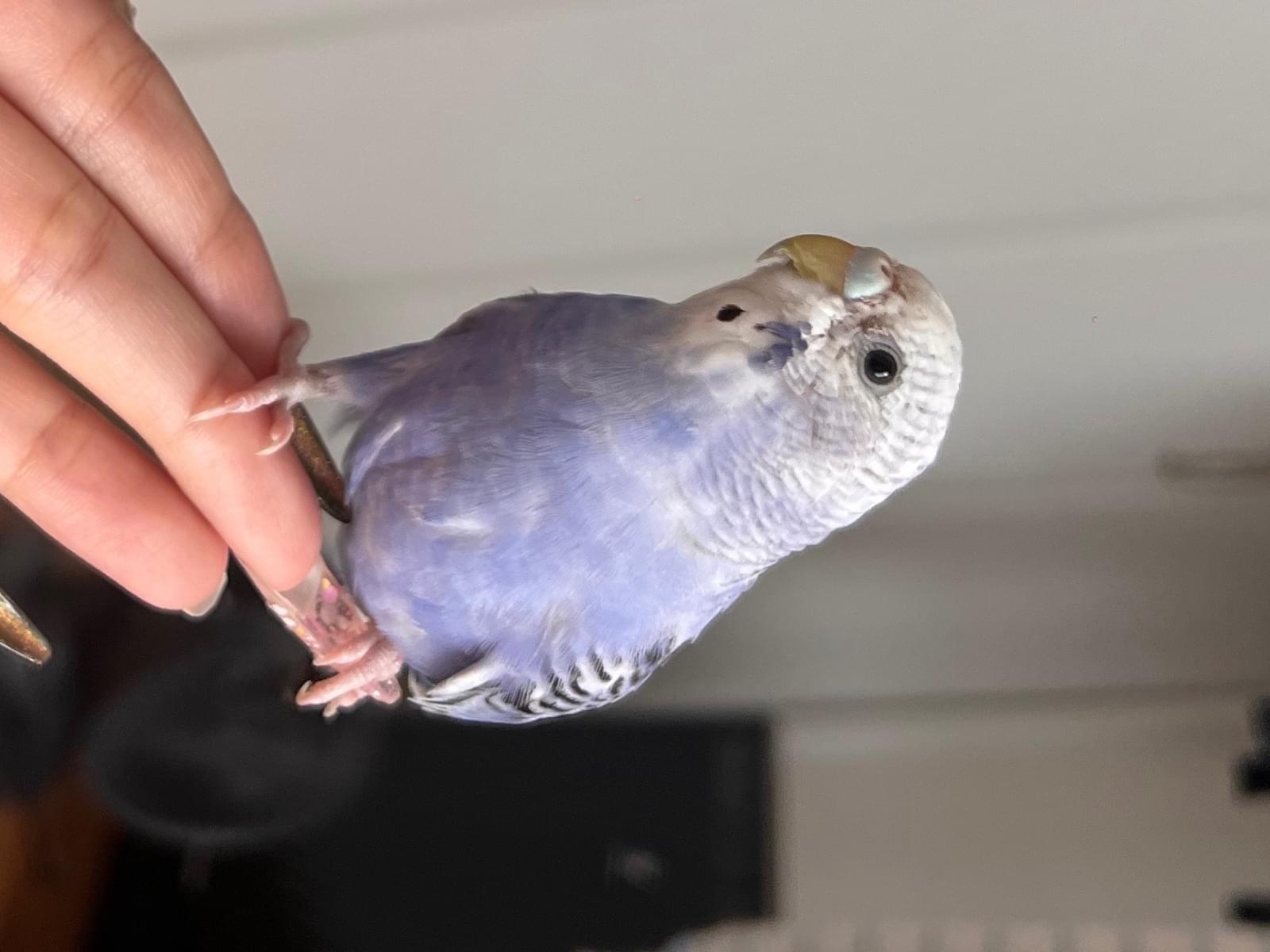 クプちゃん クプちゃん