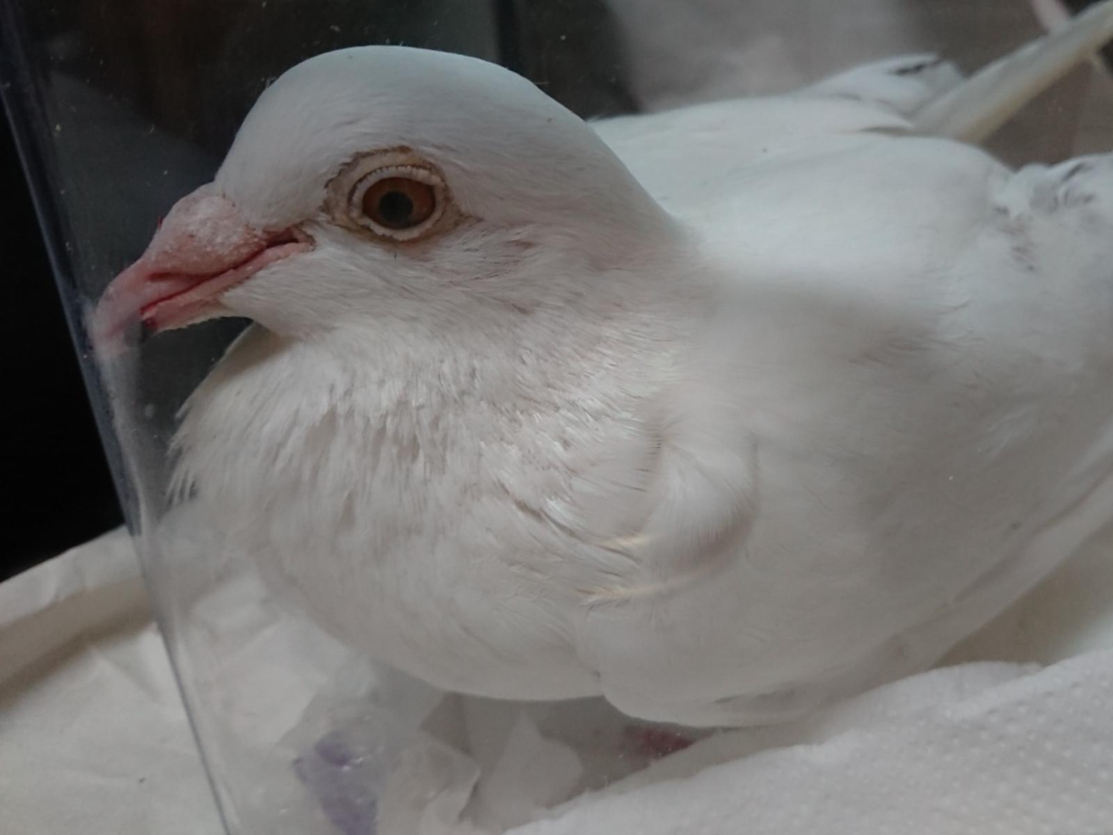 保護された鳥 保護された鳥