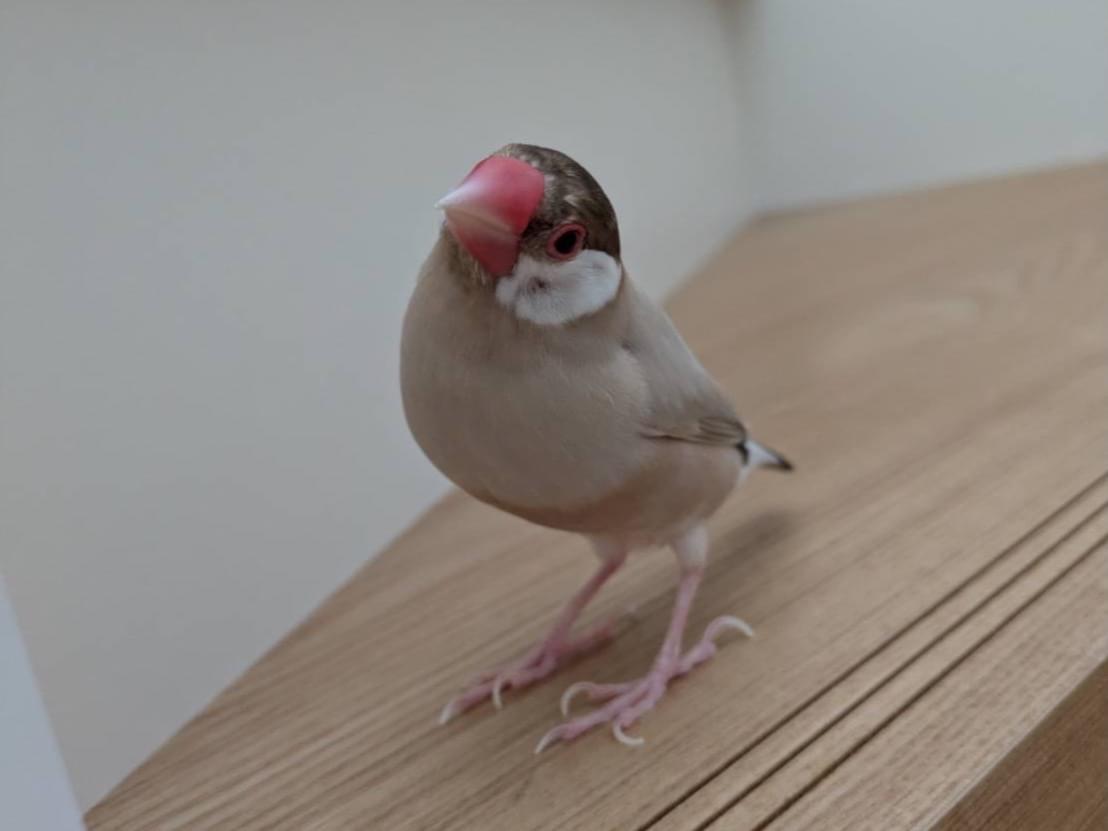 きなこちゃん きなこちゃん