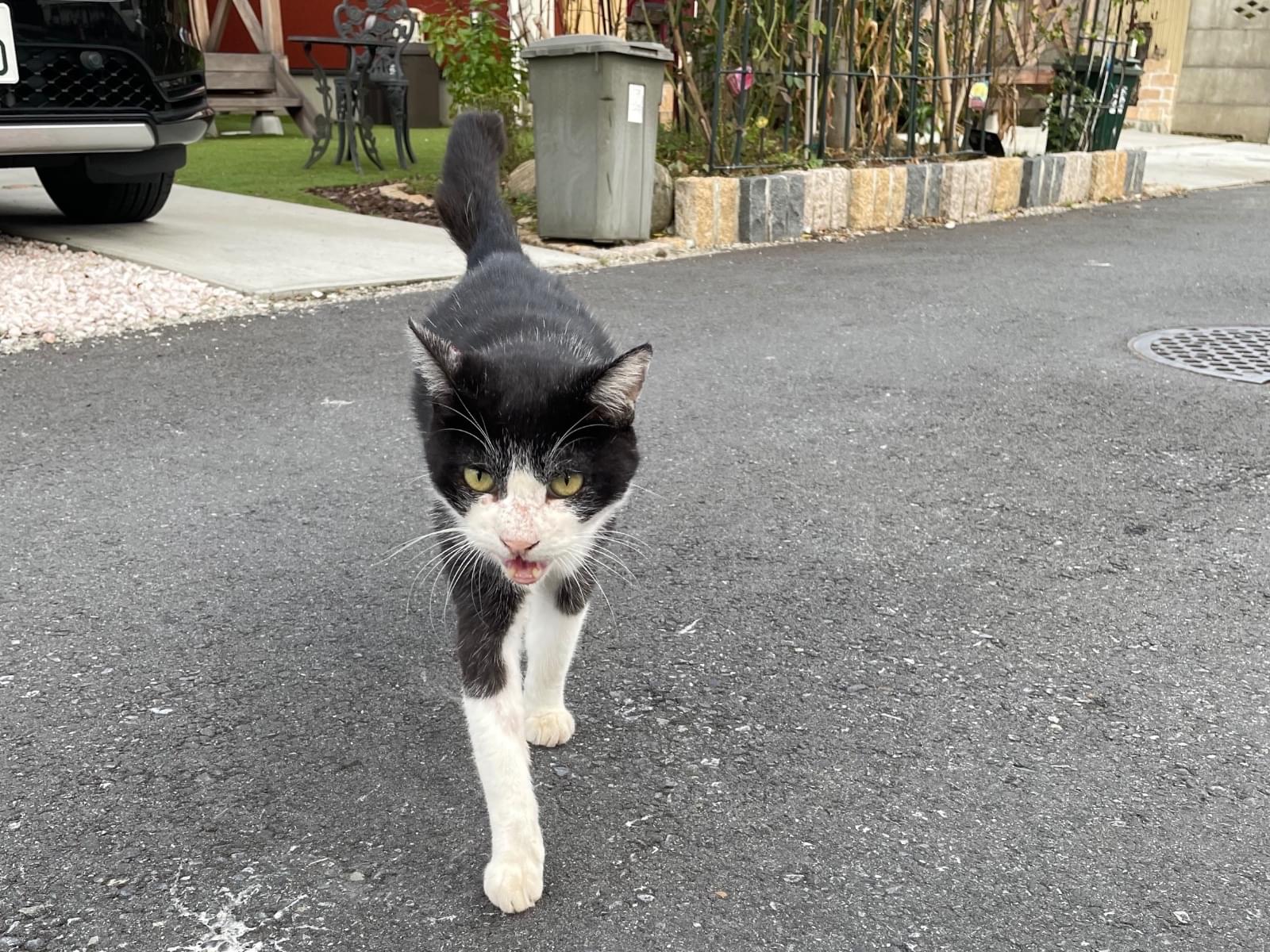 目撃された猫 目撃された猫