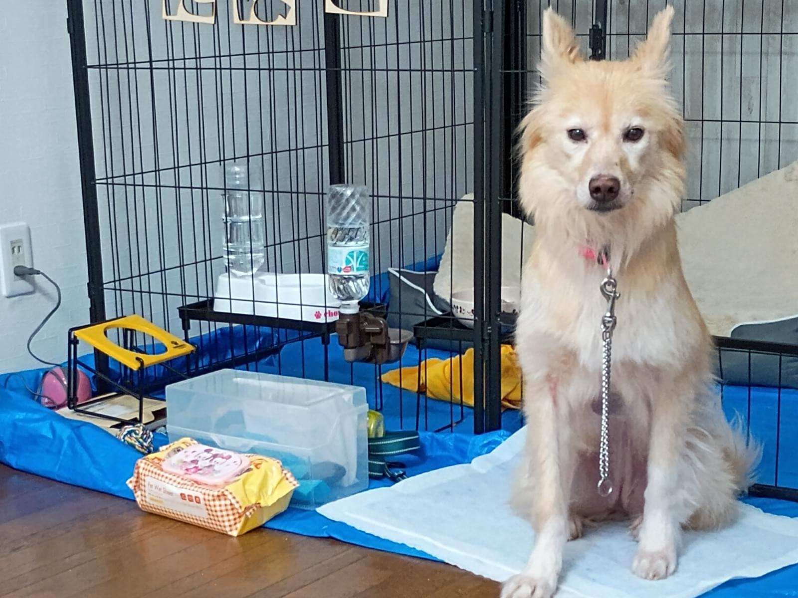 にぽこちゃん にぽこちゃん