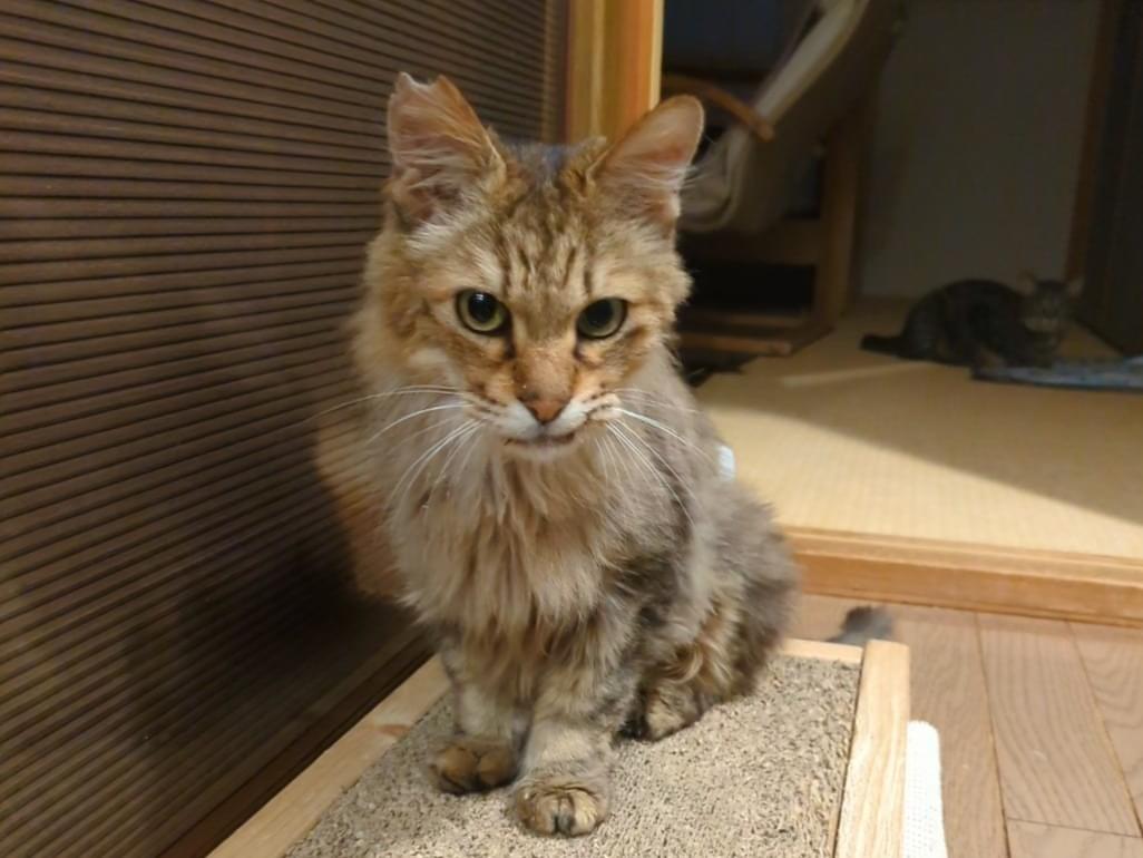 たなかくんちゃん たなかくんちゃん