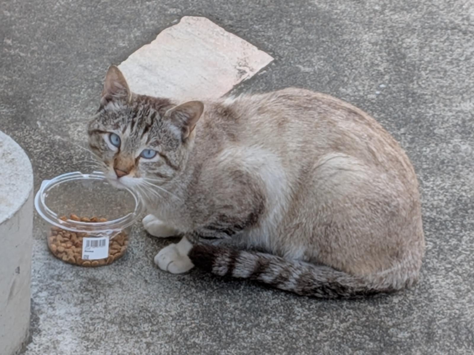 目撃された猫