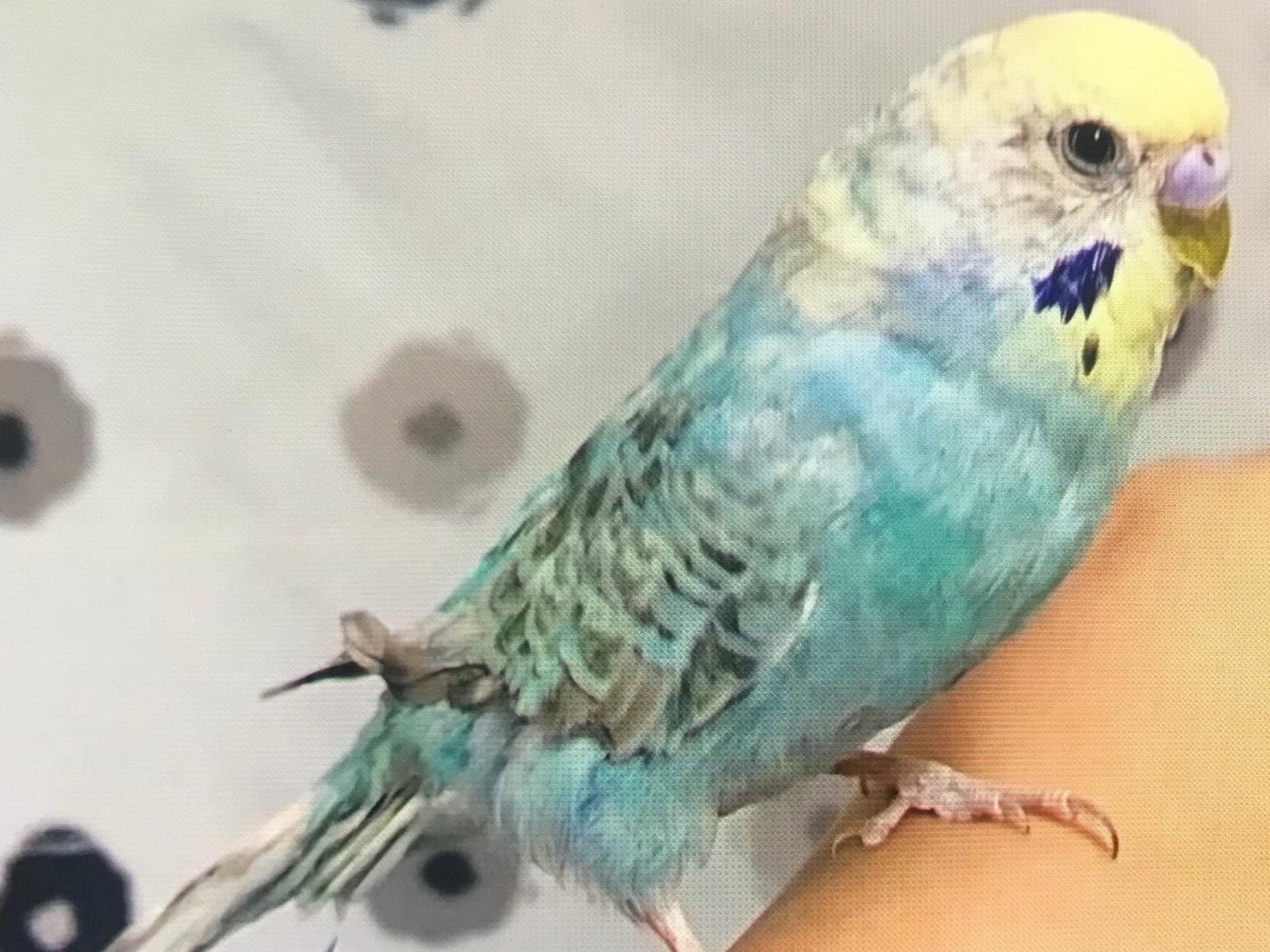 オビーちゃん オビーちゃん