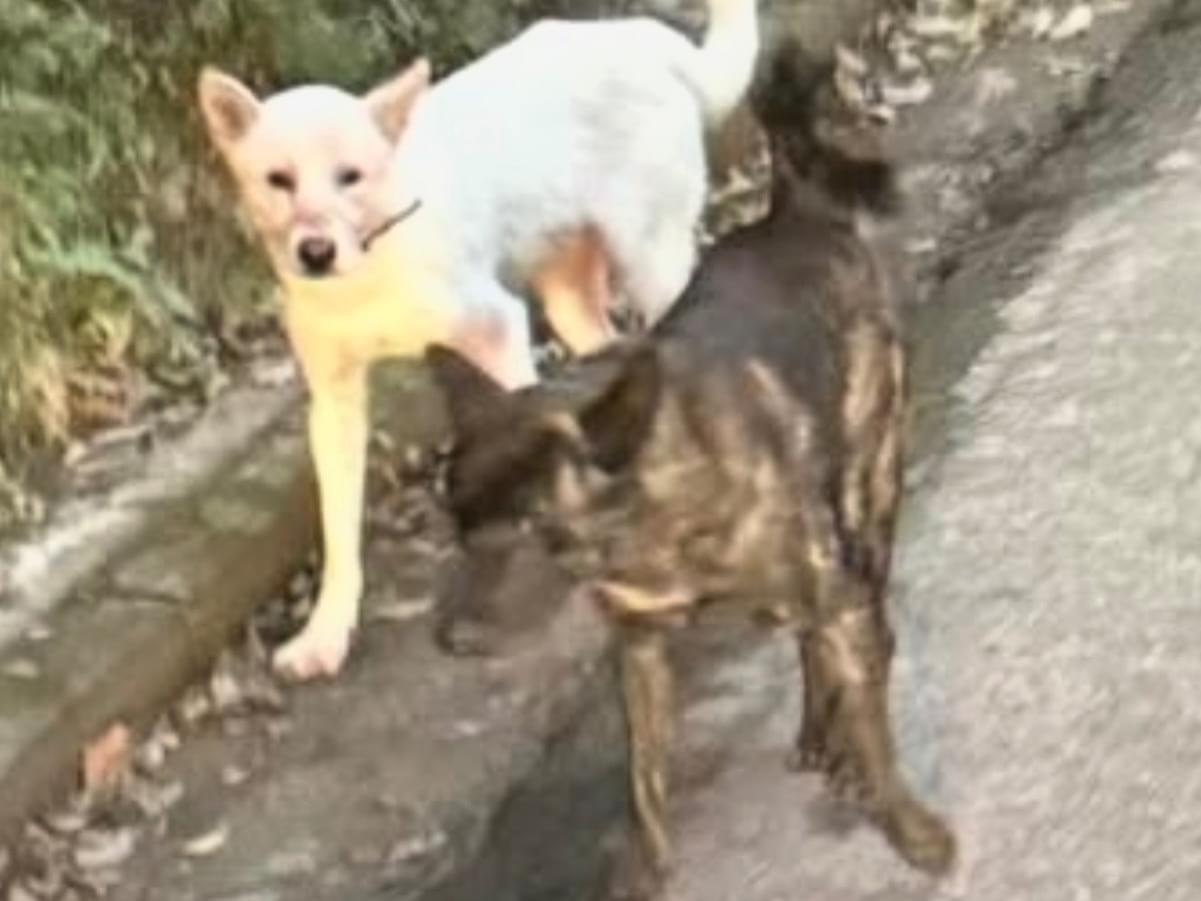 目撃された犬 目撃された犬