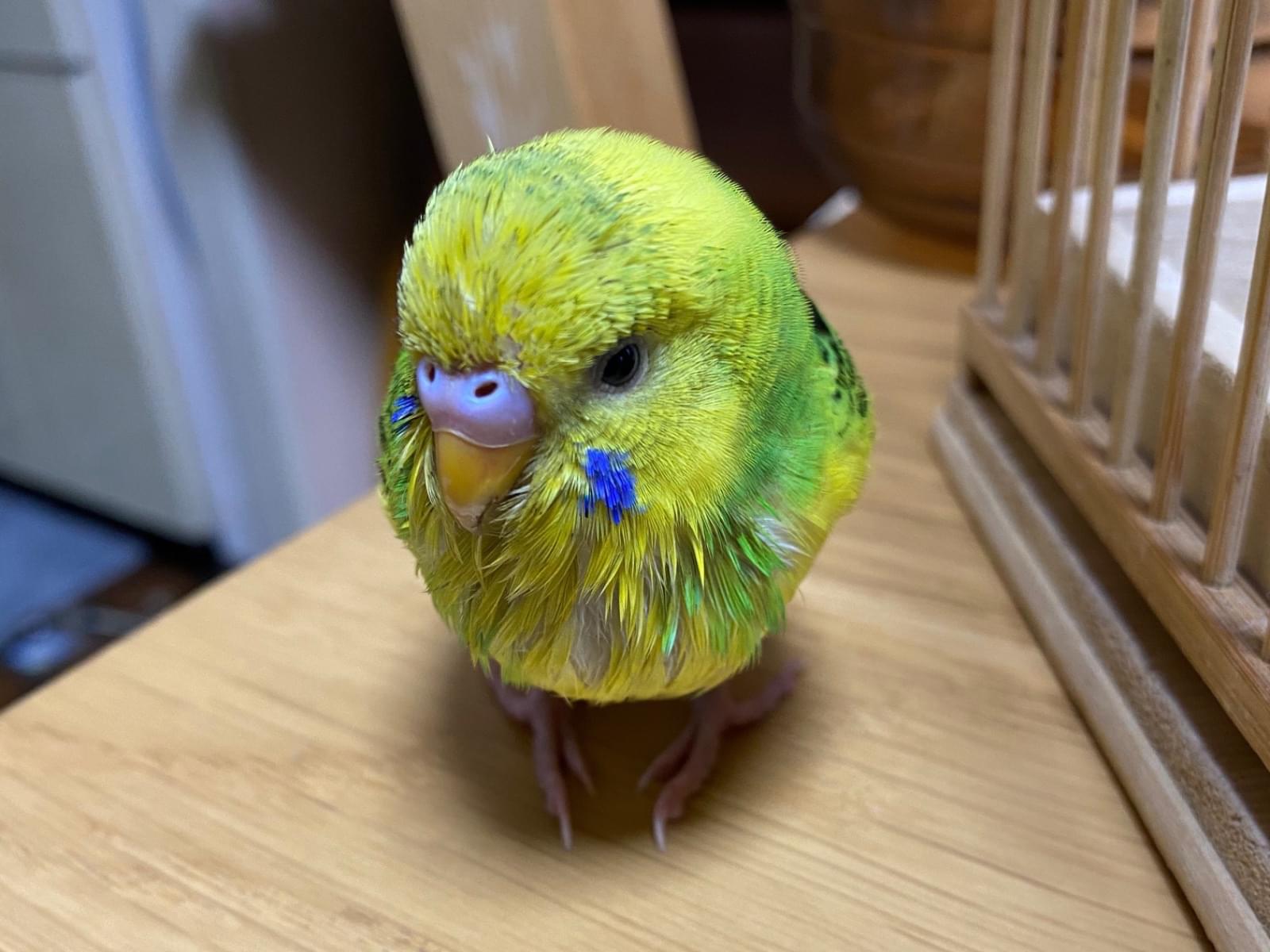 保護された鳥 保護された鳥