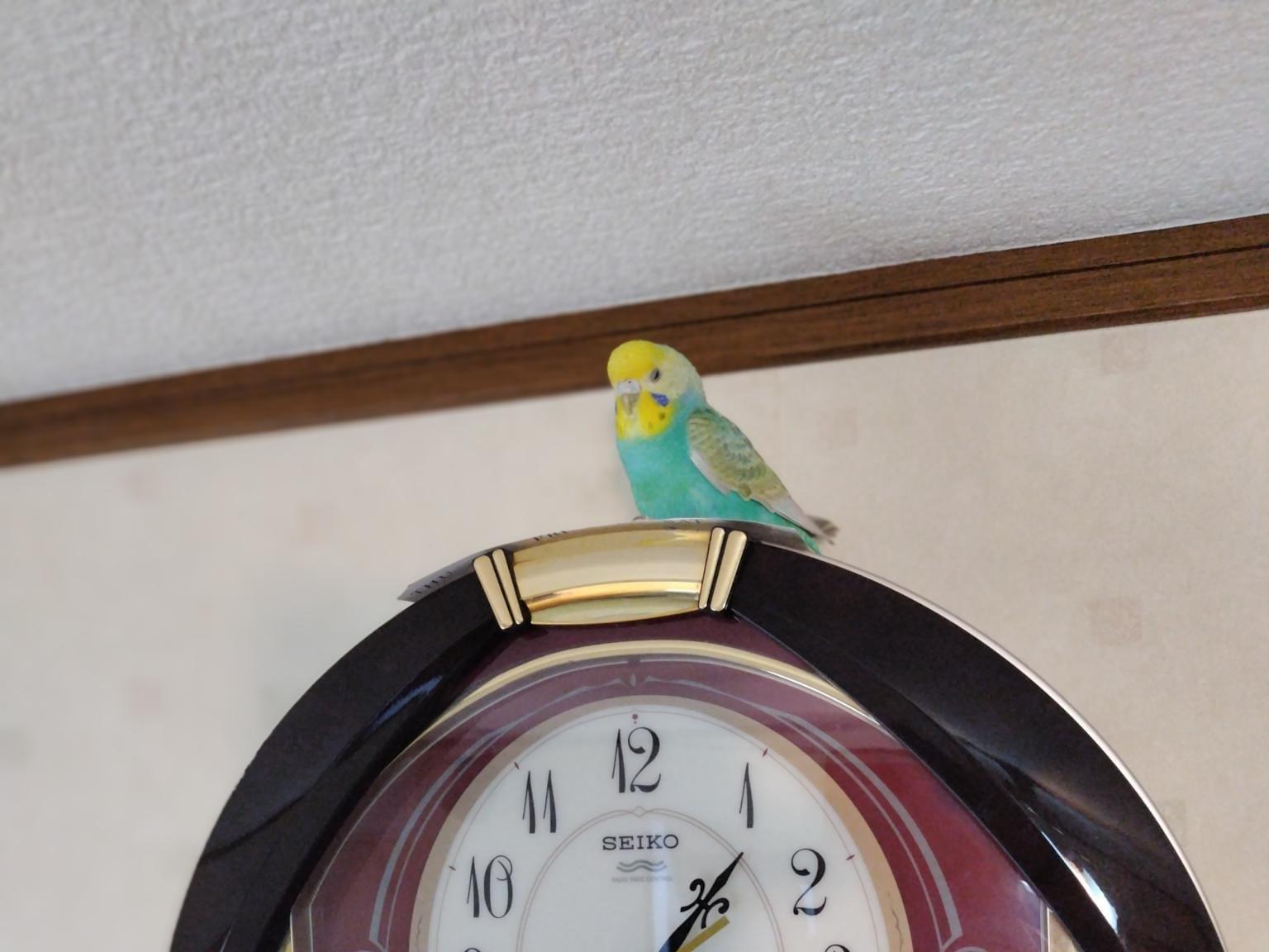 こがねちゃん こがねちゃん