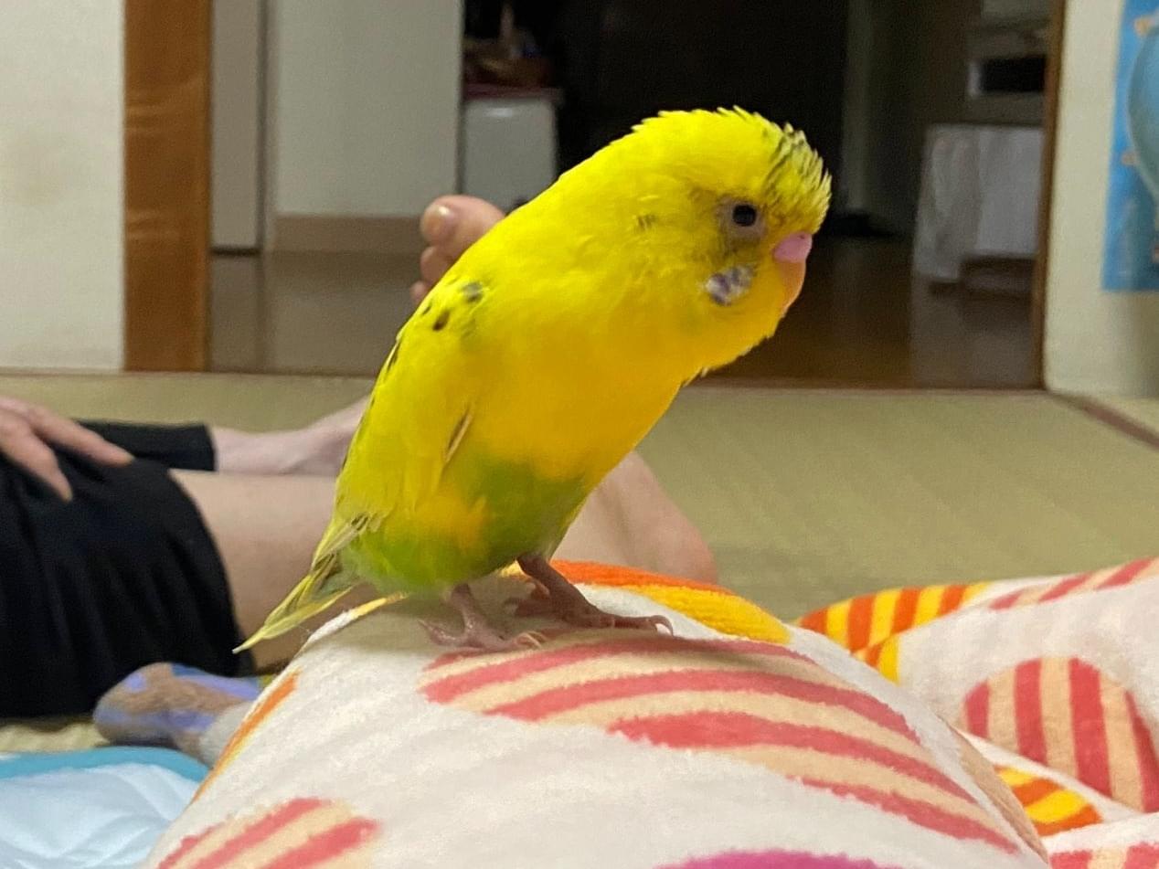 トトちゃん トトちゃん