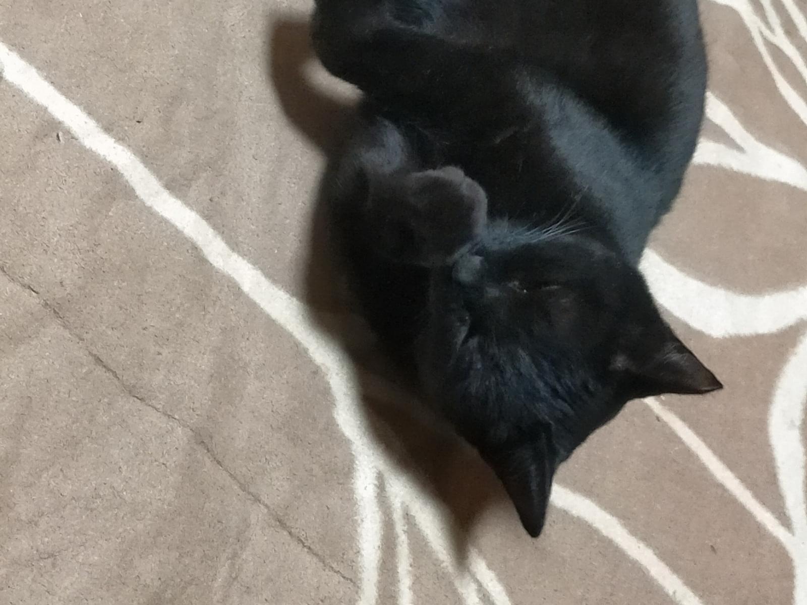 保護された猫 保護された猫