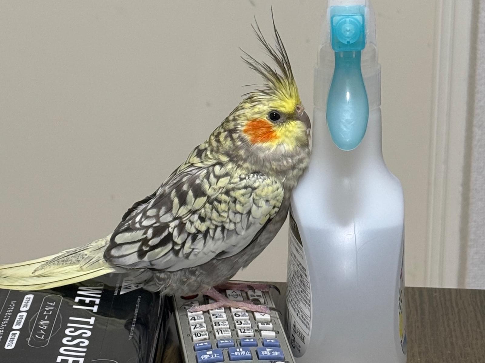 ゼノちゃん ゼノちゃん