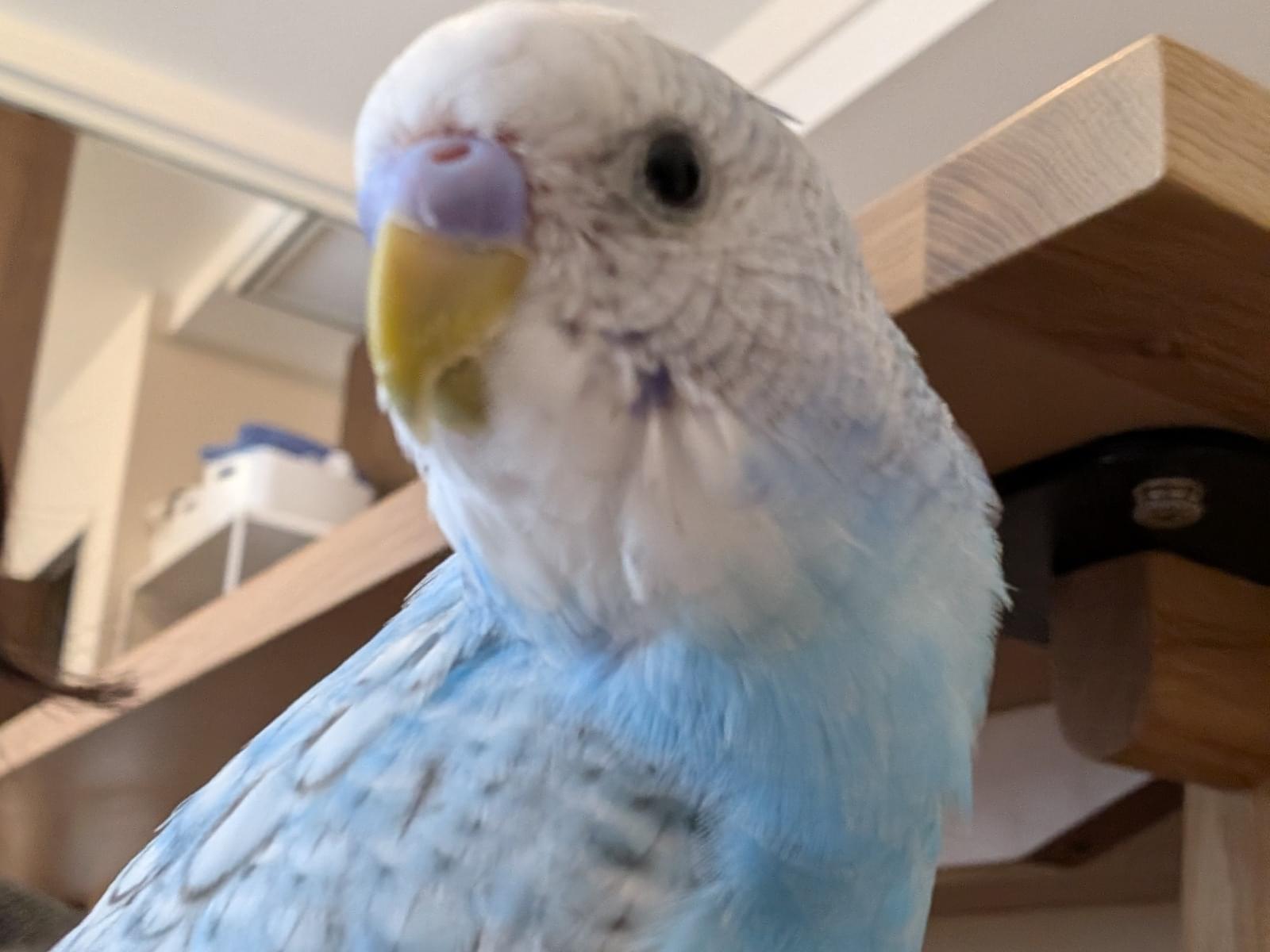 ソラちゃん ソラちゃん