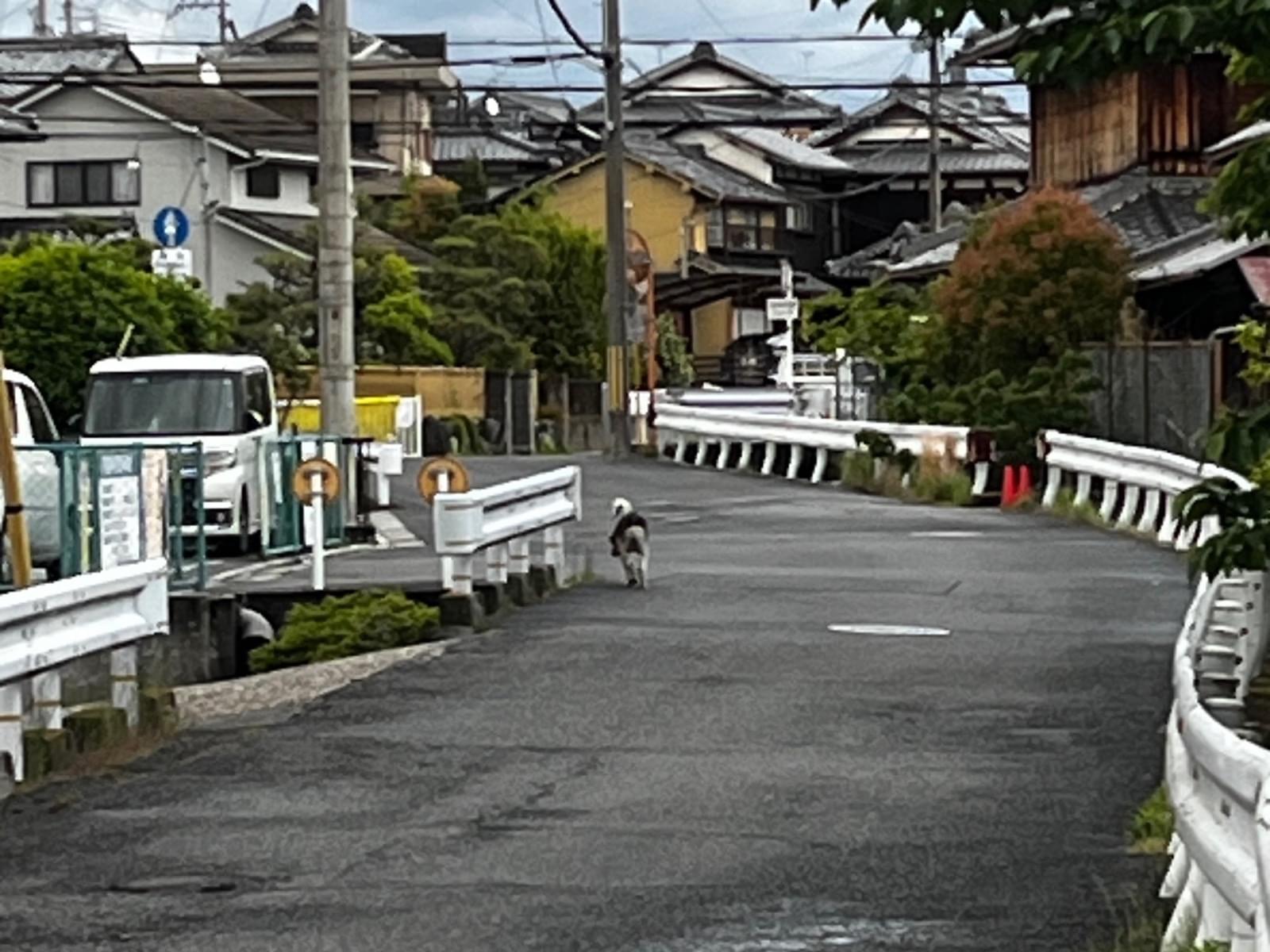 目撃された犬