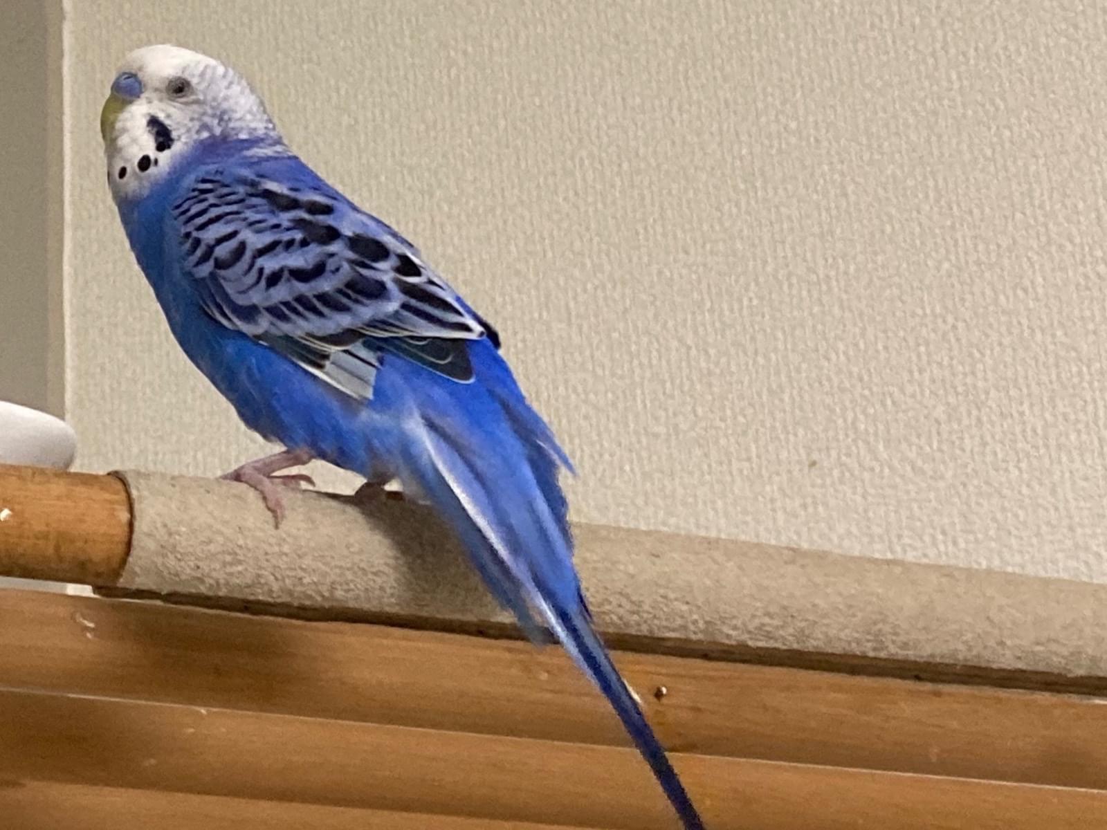 あおちゃん あおちゃん