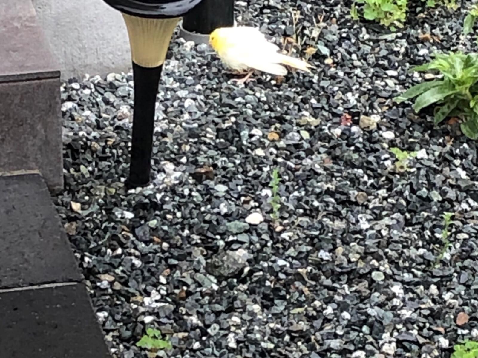 目撃された鳥 目撃された鳥