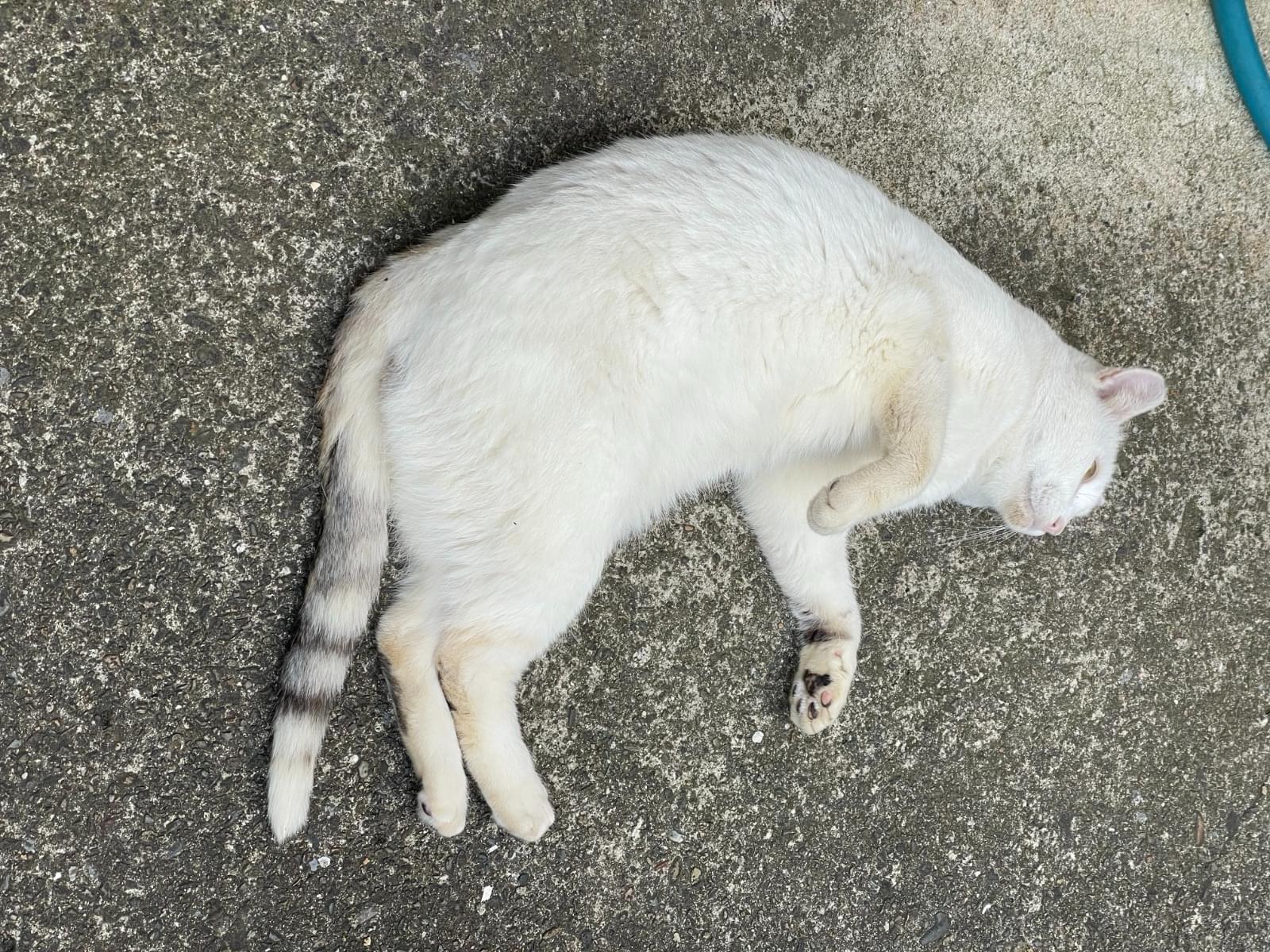シロちゃん