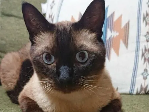 シャム系の そばちゃん さがしてます