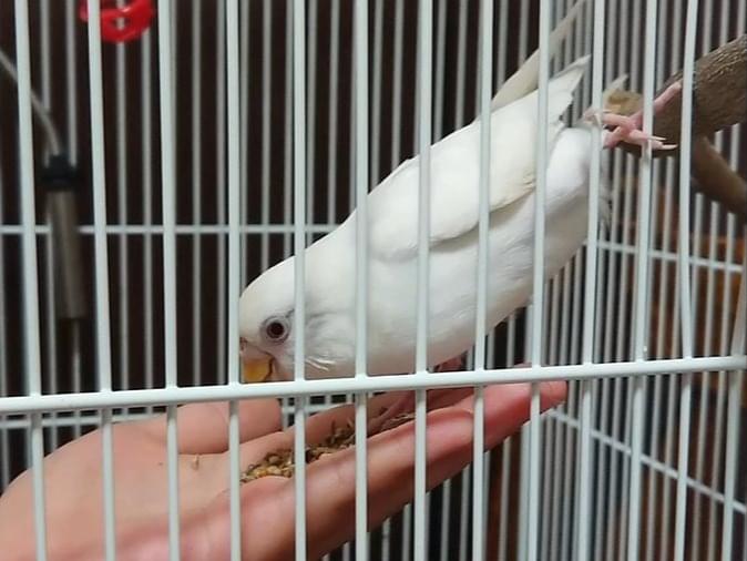 おもちちゃん おもちちゃん